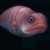Psychrolutes marcidus