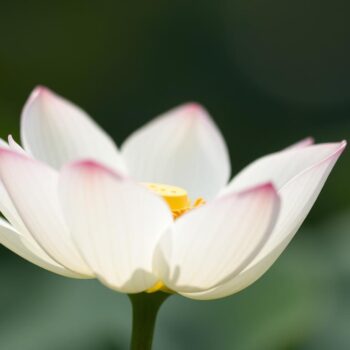 The White Lotus