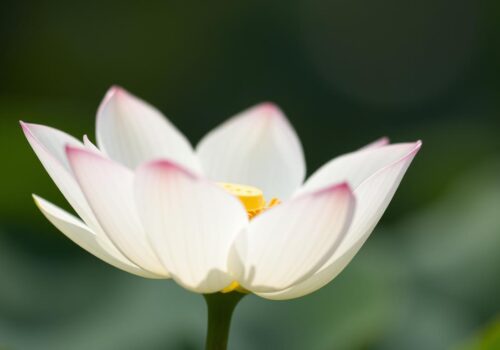 The White Lotus